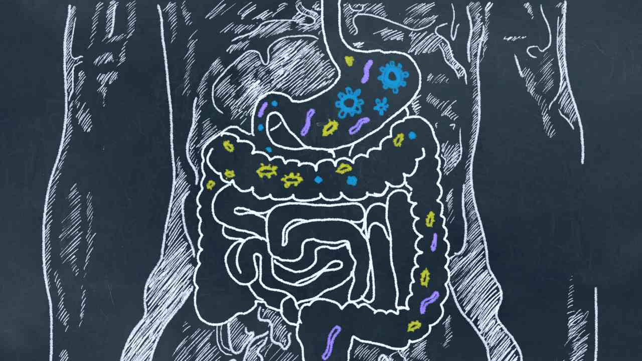 A leaky gut makes your intestines more permeable to absorption of nutrients and water, but also to their loss. Image: Harvard-Health