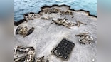 Iconic Pacific bird sanctuary Midway Atoll littered with decomposing carcasses of seabirds with bellies full of plastic