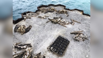 Iconic Pacific bird sanctuary Midway Atoll littered with decomposing carcasses of seabirds with bellies full of plastic