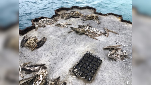 Iconic Pacific bird sanctuary Midway Atoll littered with decomposing carcasses of seabirds with bellies full of plastic