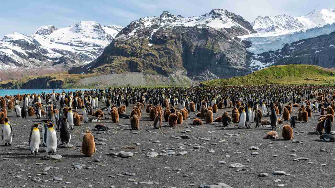 One of the most fantastic wildlife sights on Earth, set against the pristine and beautiful South Georgia and the South Sandwich Islands. Image: Paul Carroll/Unsplash
