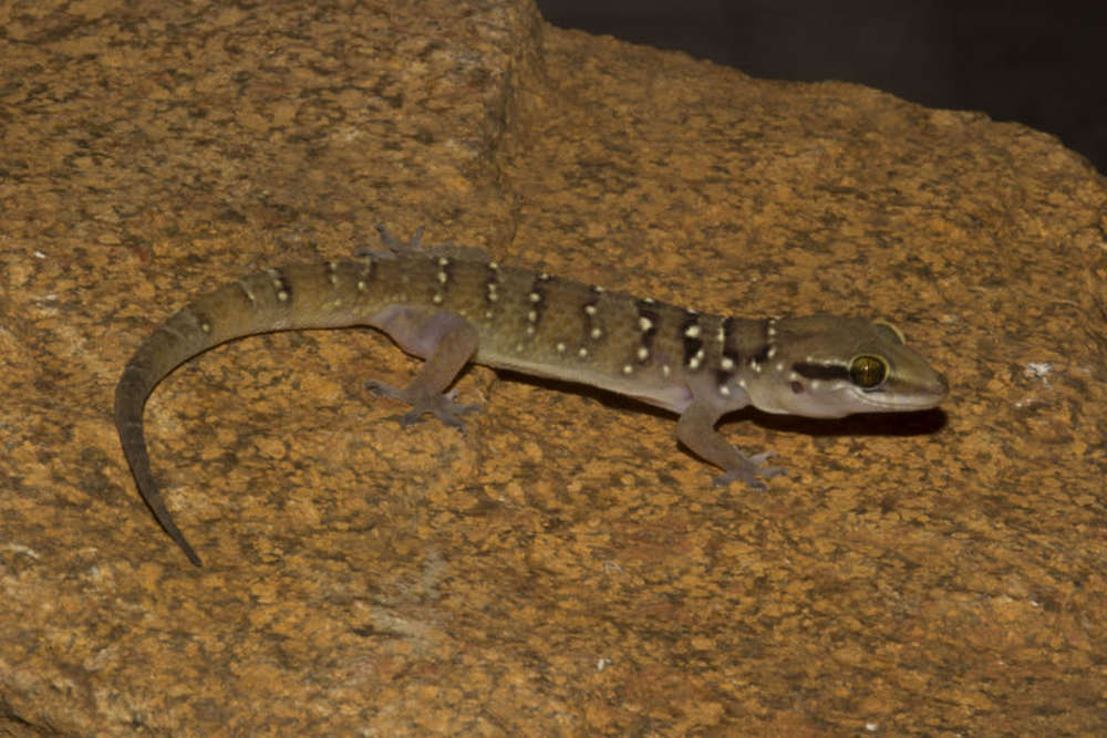 Termite hill gecko (Hemidactylus cf. triedrus).image credit: Aparna Lajmi.