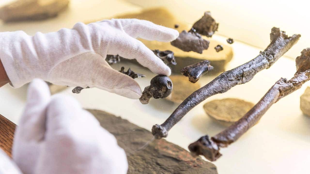 Femoral head, ulna and tibia from a male Danuvius guggenmosi. Image: Christoph Jäckle