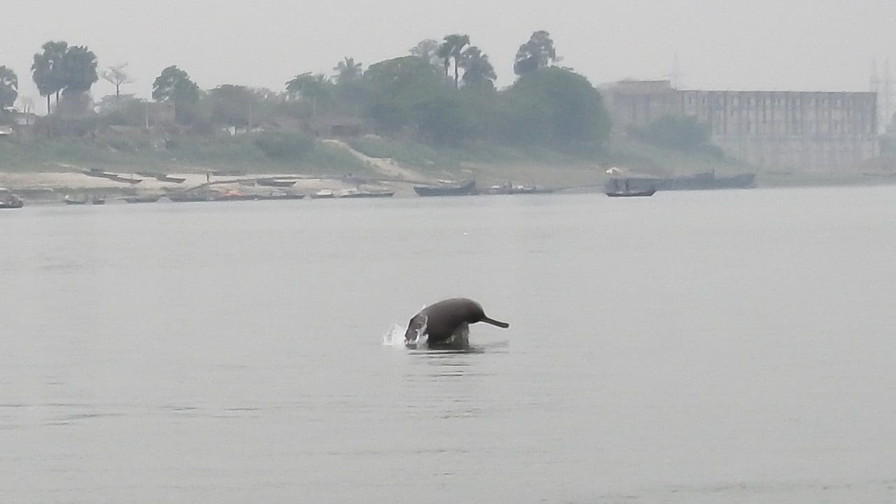 A Ganges River Dolphin on the prowl. Image credit: Subhasis Dey