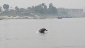 River Ganga and its boats have become far too noisy for the river dolphins to communicate