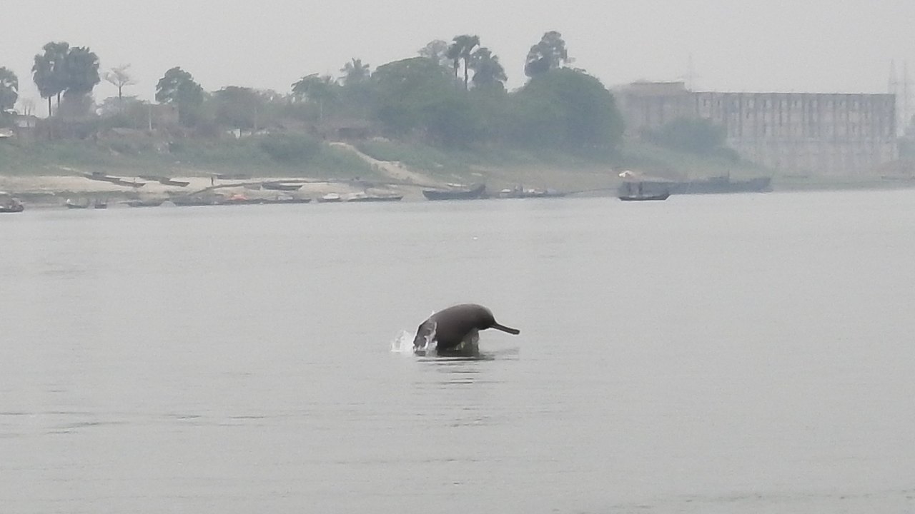 River Ganga and its boats have become far too noisy for the river dolphins to communicate River Ganga and its boats have become far too noisy for the river dolphins to communicate