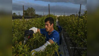 Possible health benefits of using cannabis-based drugs