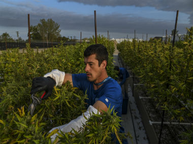 Possible health benefits of using cannabis-based drugs Possible health benefits of using cannabis-based drugs