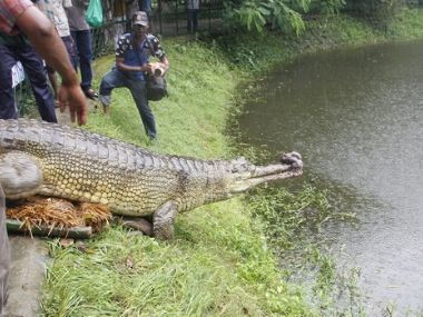 Future of Bangladesh's gharial crocodiles seems more hopeful as nearly extinct species mates, lays eggs Future of Bangladesh's gharial crocodiles seems more hopeful as nearly extinct species mates, lays eggs