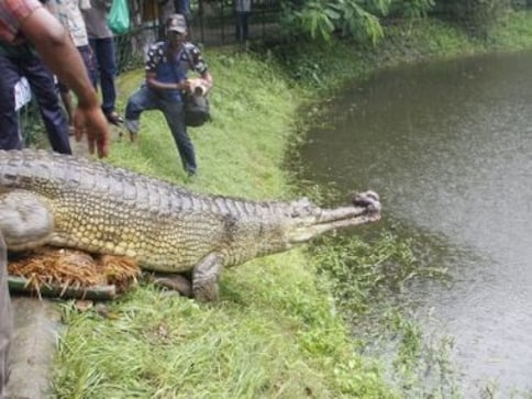 Future of Bangladesh's gharial crocodiles seems more hopeful as nearly extinct species mates, lays eggs Future of Bangladesh's gharial crocodiles seems more hopeful as nearly extinct species mates, lays eggs