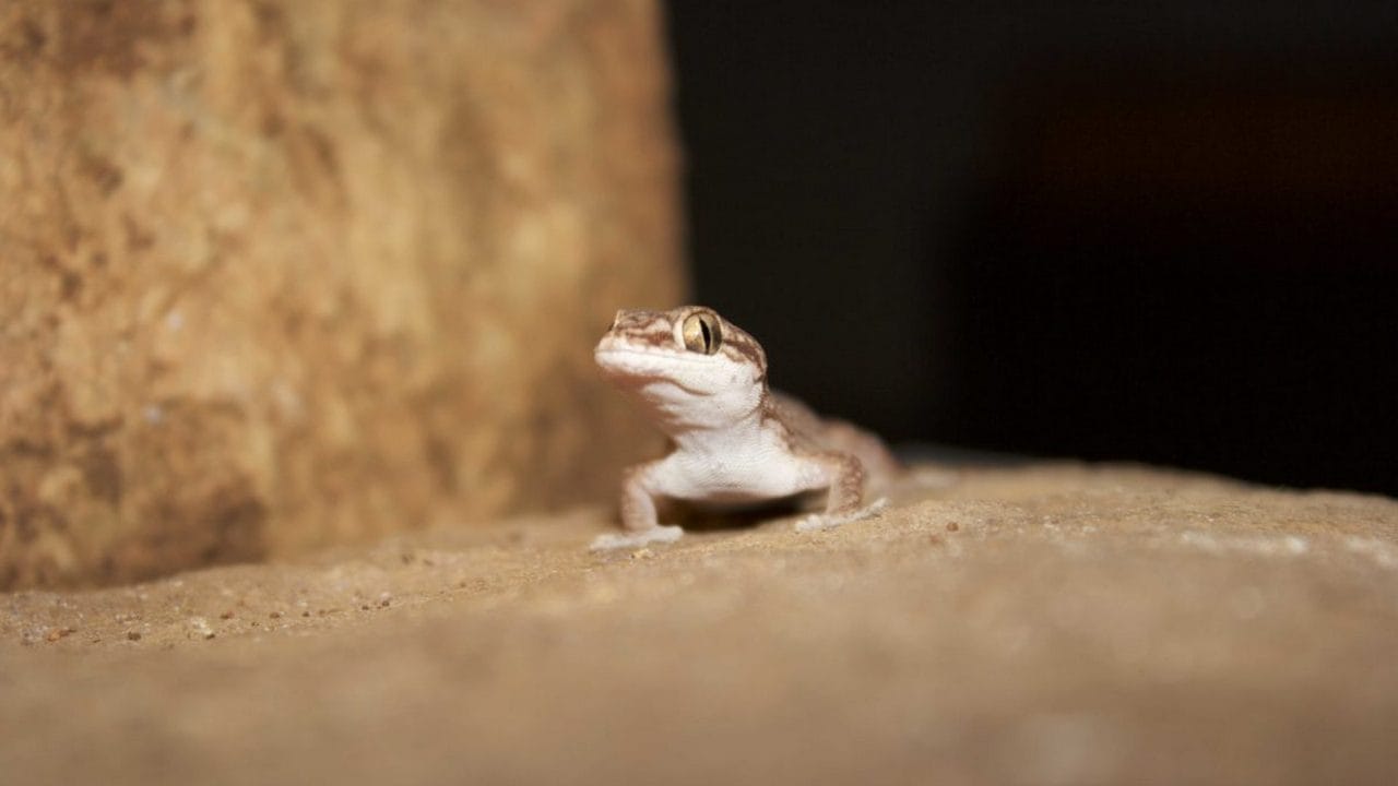  A leaf-toed gecko (Hemidactylus cf. reticulatus). Image credit: Aparna Lajmi.
