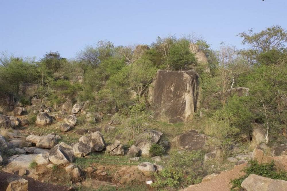 Dry, open grasslands with rocky outcrops in peninsular India. Image credit: Aparna Lajmi.