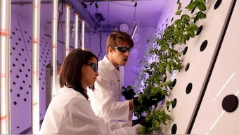 Mustard on Mars? Czech scientists growing mustard plants for future colonies on Mars