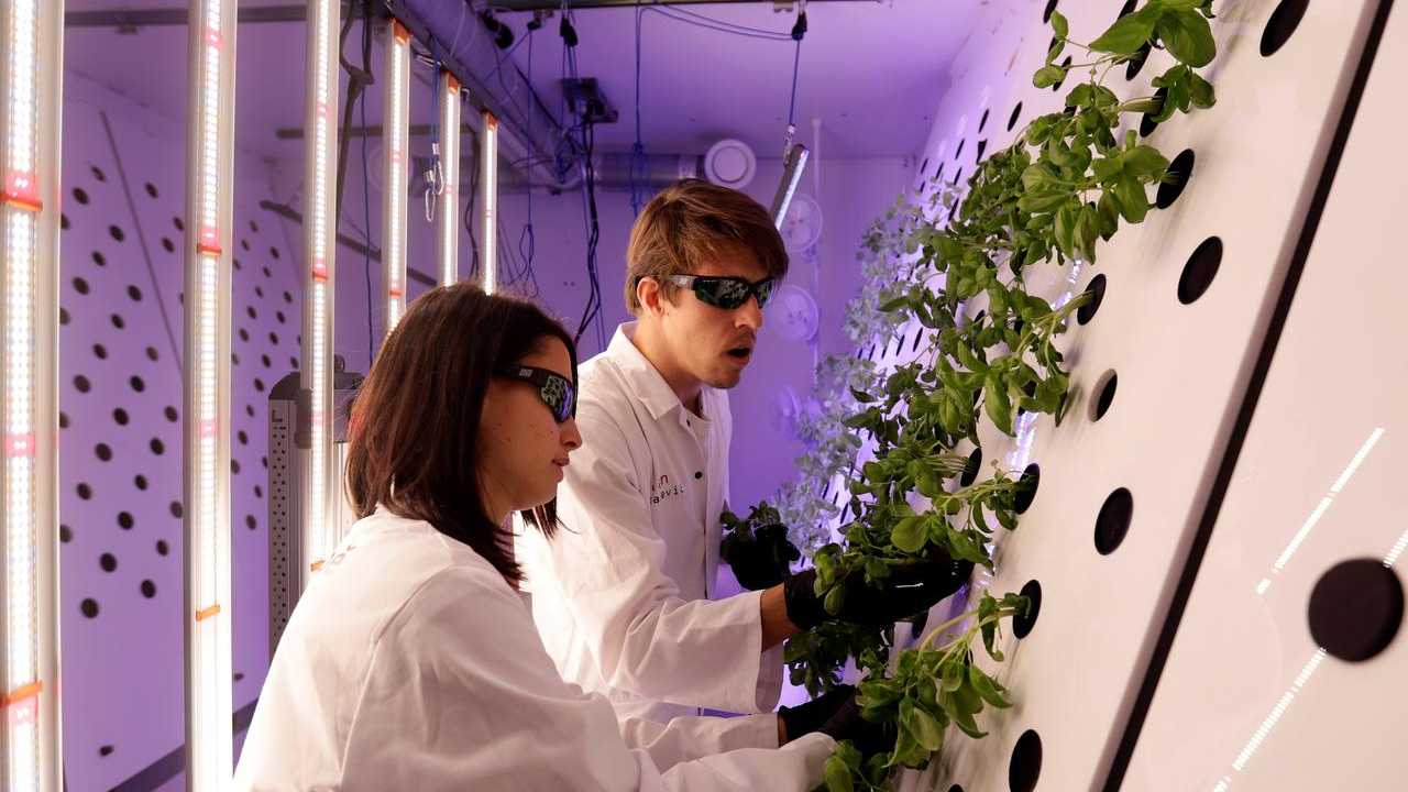 Mustard on Mars? Czech scientists growing mustard plants for future colonies on Mars Mustard on Mars? Czech scientists growing mustard plants for future colonies on Mars