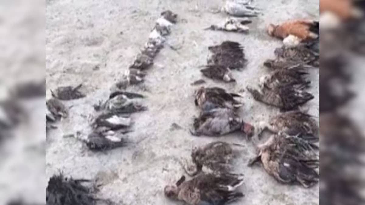 Ashok Gehlot orders probe into deaths of around 1,000 migratory birds around Rajasthan’s Sambhar lake; water samples sent for testing