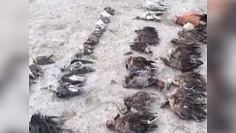 Ashok Gehlot orders probe into deaths of around 1,000 migratory birds around Rajasthan’s Sambhar lake; water samples sent for testing