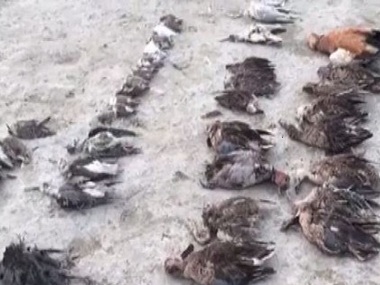 Ashok Gehlot orders probe into deaths of around 1,000 migratory birds around Rajasthan’s Sambhar lake; water samples sent for testing Ashok Gehlot orders probe into deaths of around 1,000 migratory birds around Rajasthan’s Sambhar lake; water samples sent for testing