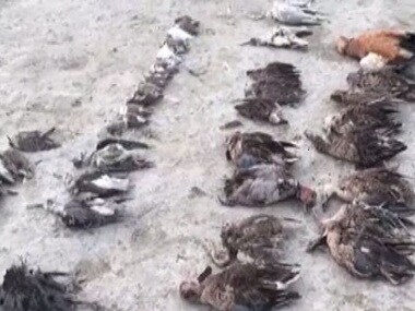 Ashok Gehlot orders probe into deaths of around 1,000 migratory birds around Rajasthan’s Sambhar lake; water samples sent for testing