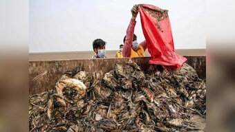 Number of dead migratory birds rises to 17,000 in Rajasthan's Sambhar lake within a week; deaths due to avian botulism