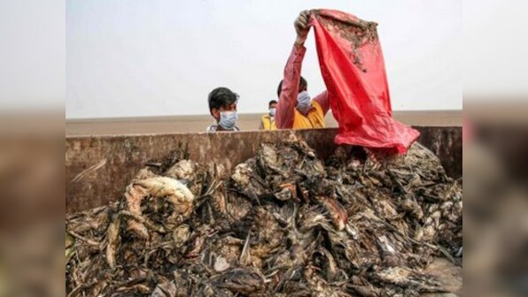 Number of dead migratory birds rises to 17,000 in Rajasthan's Sambhar lake within a week; deaths due to avian botulism