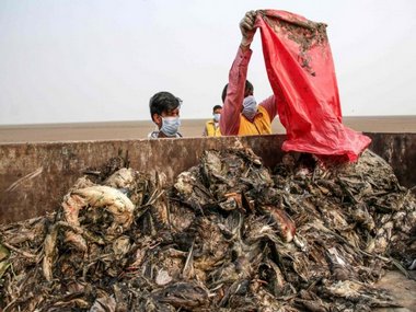 Number of dead migratory birds rises to 17,000 in Rajasthan's Sambhar lake within a week; deaths due to avian botulism Number of dead migratory birds rises to 17,000 in Rajasthan's Sambhar lake within a week; deaths due to avian botulism