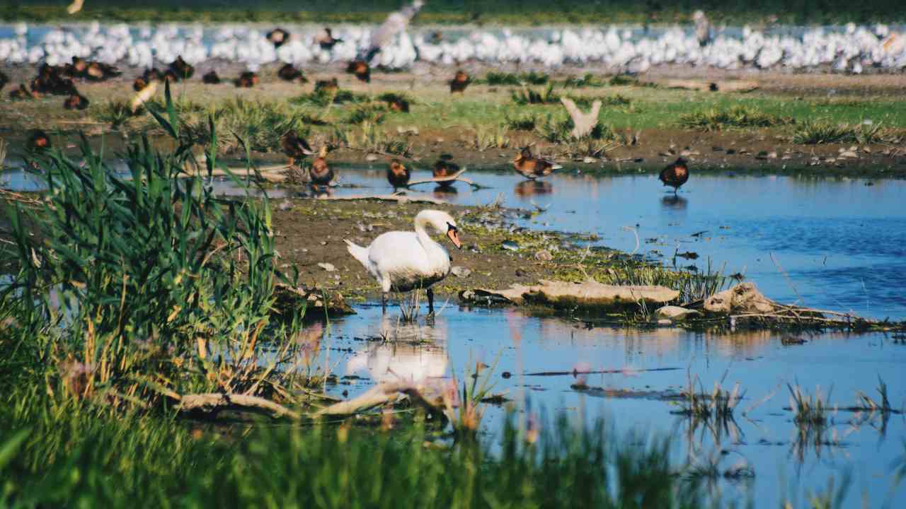 Swans and other avians by the Danube Delta in Romania. 