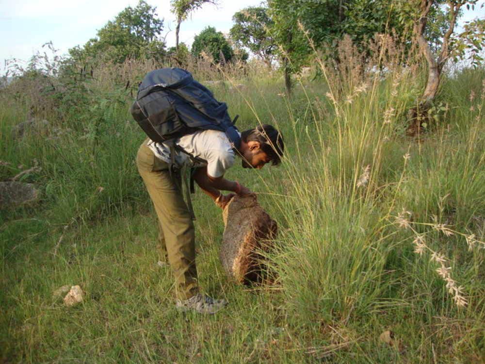 Field assistant Tarun while sampling rocky outcrops and open scrub habitats spanning the dry zone of peninsular India. Image credit: Aparna Lajmi.