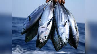 Tuna on the plate! Filets, steaks, burgers that tickle your taste buds may just cause histamine poisoning