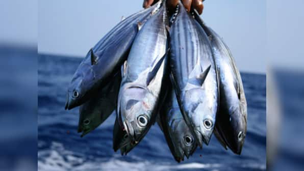 Tuna on the plate! Filets, steaks, burgers that tickle your taste buds may just cause histamine poisoning