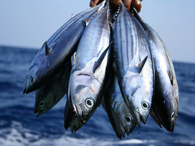 Tuna on the plate! Filets, steaks, burgers that tickle your taste buds may just cause histamine poisoning Tuna on the plate! Filets, steaks, burgers that tickle your taste buds may just cause histamine poisoning