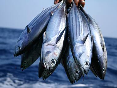 Tuna on the plate! Filets, steaks, burgers that tickle your taste buds may just cause histamine poisoning