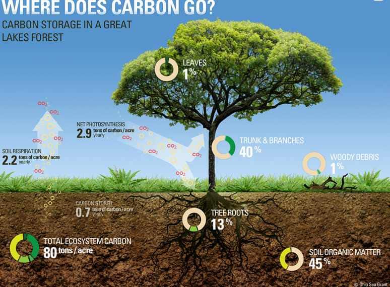 An illustration by Ohio Sea Grant on where the carbon go when trees sequester them. Image credit: Ohio State Grant