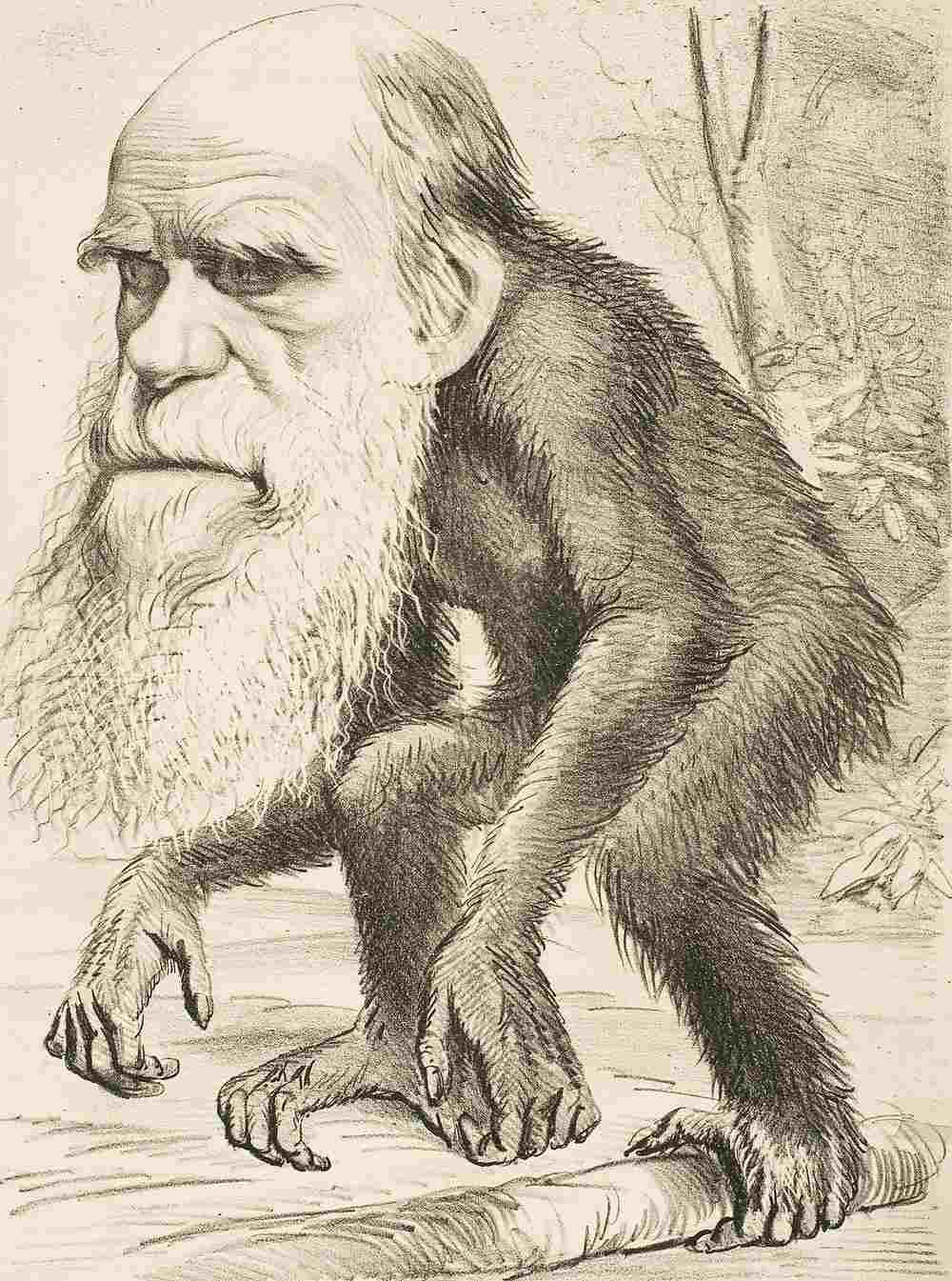As evolution became widely accepted in the 1870s, caricatures of Charles Darwin with the body of an ape or monkey symbolised evolution. Image credit: WIkipedia