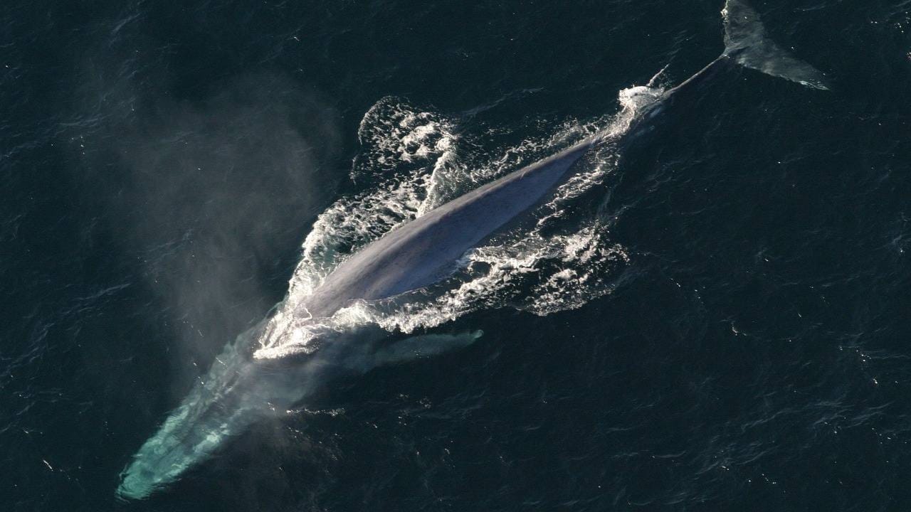 Blue Whale heart rates may drop to only twice a minute during deep