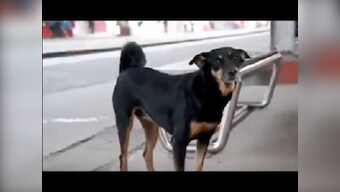 'Give her a badge and a designation': Twitter responds to video of abandoned dog helping Railway Police catch violators at Chennai station