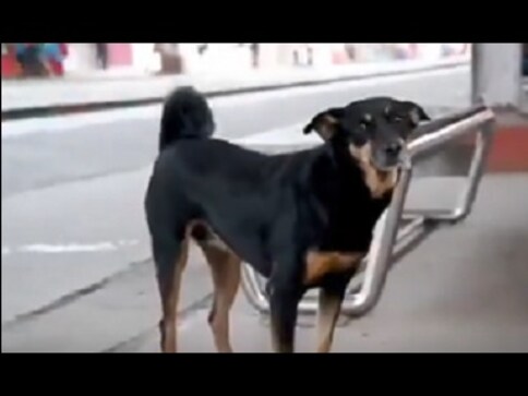 'Give her a badge and a designation': Twitter responds to video of abandoned dog helping Railway Police catch violators at Chennai station 'Give her a badge and a designation': Twitter responds to video of abandoned dog helping Railway Police catch violators at Chennai station