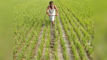 Coronavirus Outbreak: Indian farmers feed strawberries, broccoli to cattle as lockdown hits transport