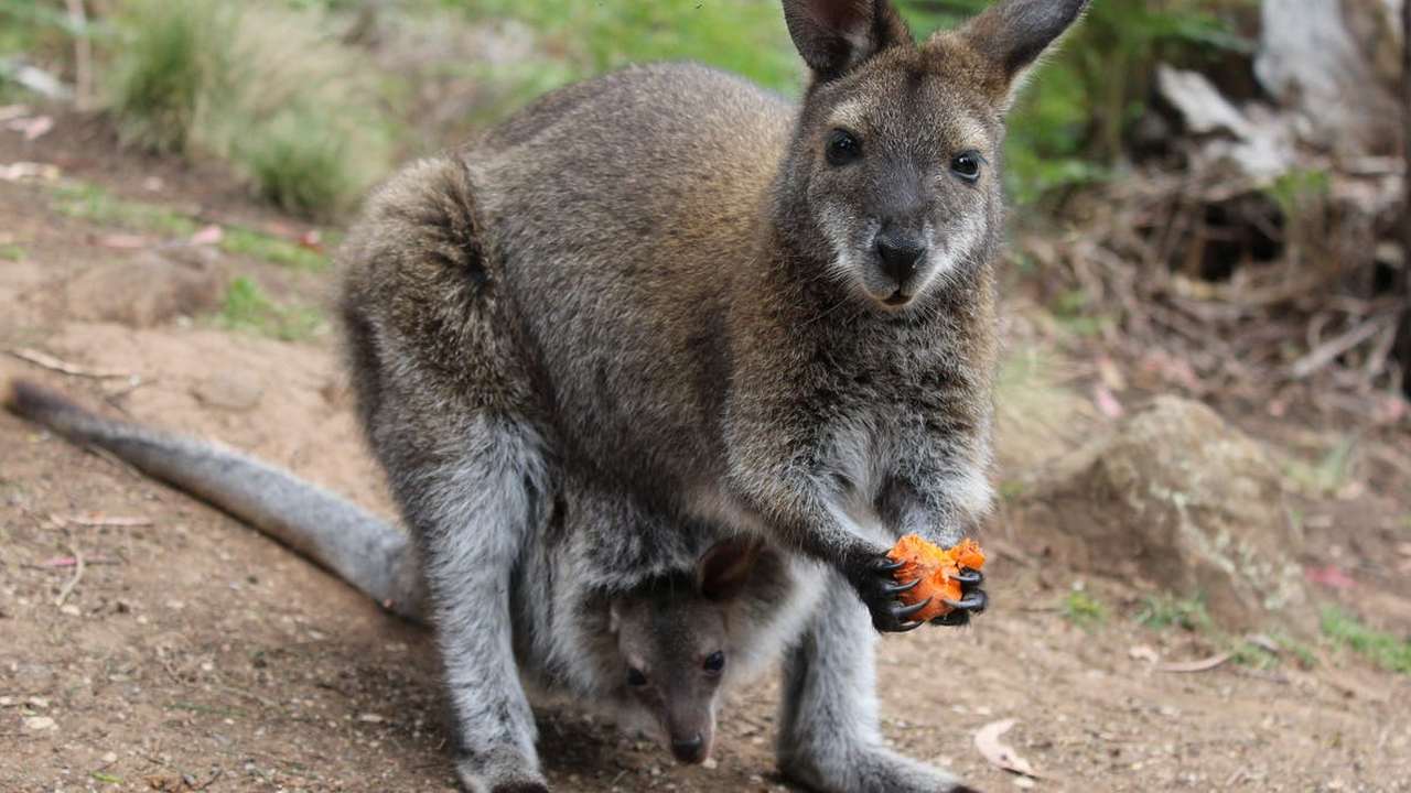 Tammar wallabies are one of many species that can pause their pregnancies until the time is right. Image credit: LCAT Productions / Shutterstock