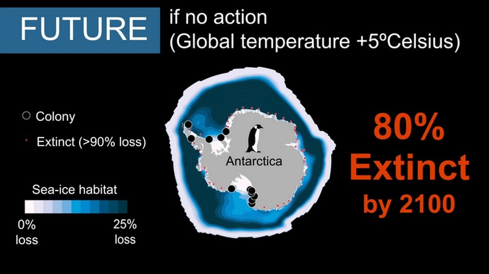 Without action to reduce global carbon dioxide emissions, sea ice loss (shown in blue) will eradicate most Emperor Penguin colonies by 2100. Image credit: Stephanie Jenouvrier