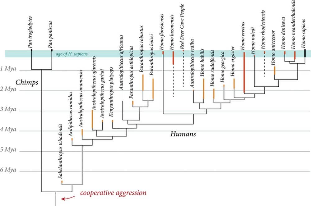 A chart that shows the evolution of human beings. Image credit: Nick Longrich