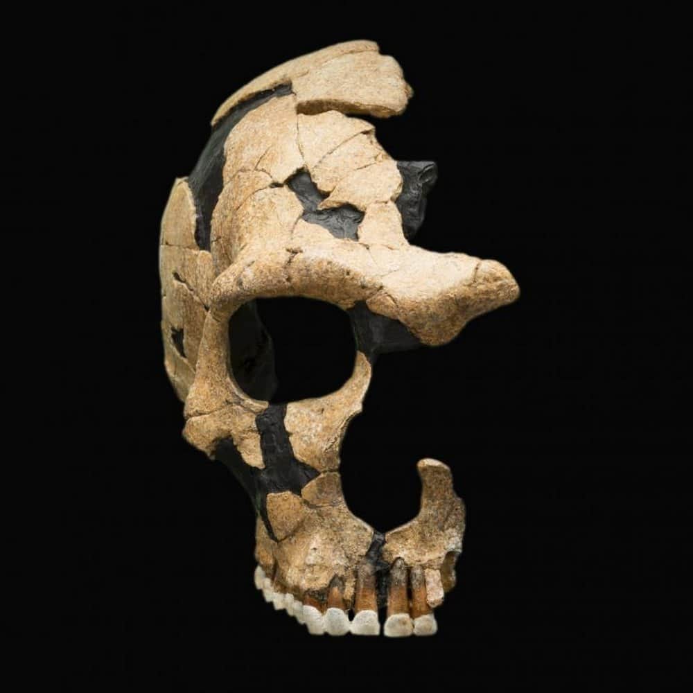 A Neanderthal skull shows head trauma, evidence of ancient violence. Image credit: Smithsonian National Museum of Natural History
