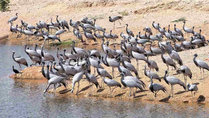 Over a thousand migratory birds found mysteriously dead in Rajasthan’s Sambhar lake