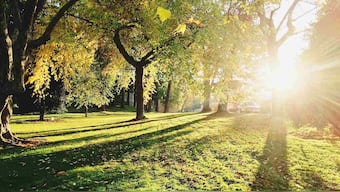 Planting trees near factories can cuts down air pollution by 27 percent, study