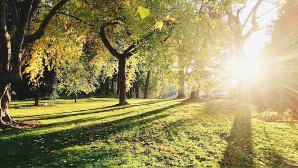 Planting trees near factories can cuts down air pollution by 27 percent, study