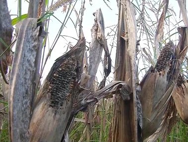 Unseasonal rains destroy maize crops in Karnataka’s Shivamogga; market rate for harvest dips by over 50%, says farmer Unseasonal rains destroy maize crops in Karnataka’s Shivamogga; market rate for harvest dips by over 50%, says farmer