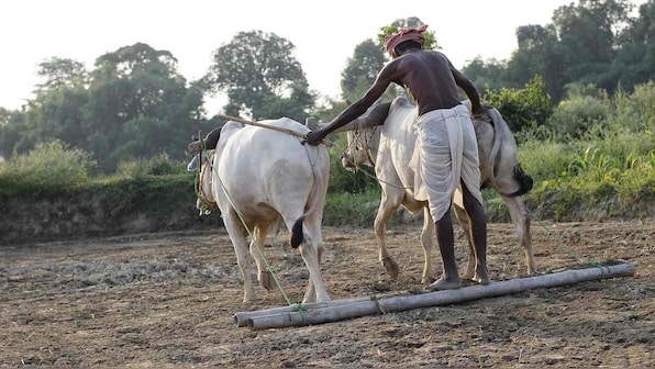 Zero budget natural farming is not a one-size fits all solution for India's agriculture woes
