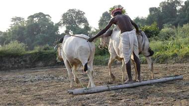 Zero budget natural farming is not a one-size fits all solution for India's agriculture woes