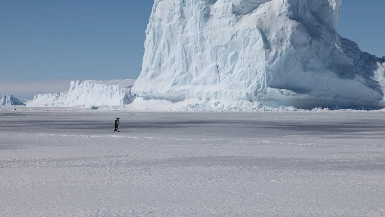 Emperor Penguin in Antarctica. Image credit: Stephanie Jenouvrier