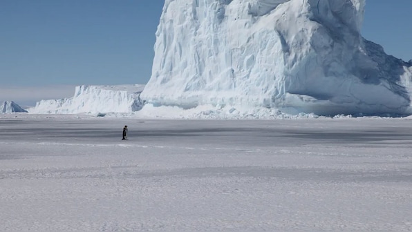 Emperor Penguins could march to extinction if nations fail to halt climate change