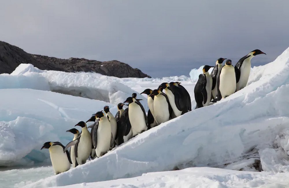 Emperor Penguins breeding on sea ice in Terre Adélie, Antarctica. Image credit: Stephanie Jenouvrier